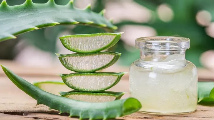 Aloe Propolis Creme: Ein Highlight von Forever Living Products, erklärt vom Distributor