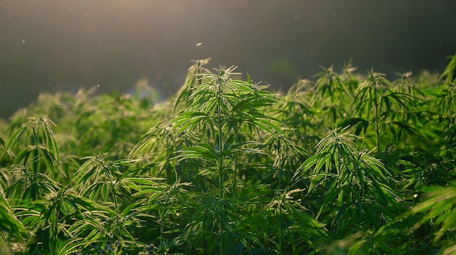 Cannatonic Samen: Die Heilkraft der Natur nutzen